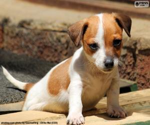 yapboz Jack Russell Terrier köpek yavrusu